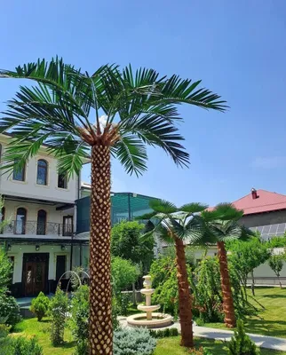 Navoiy | Hovli dizayni uchun suniy palma 3-8m skidka -33% 1