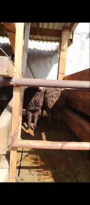 Продаются бараны 1