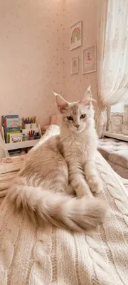 мейн-кун 1