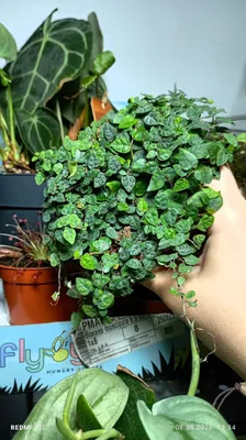 Fikus pumila minnimma
