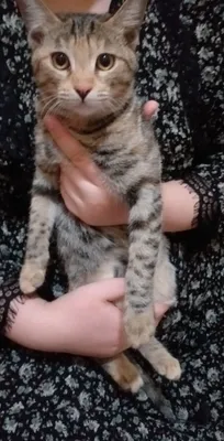 Отдаются кошки 1