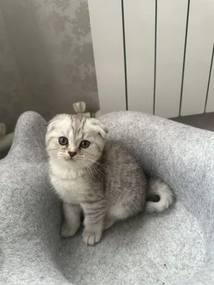 кошка чисто порода 1
