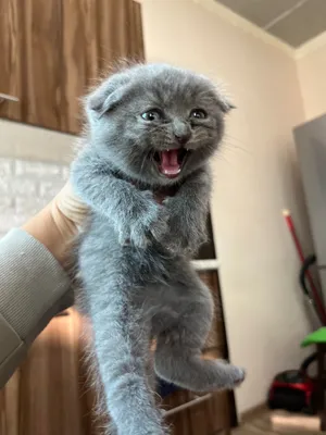 Katta jingalak ayollar Brickleberry porno rasmlar