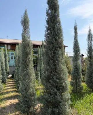 Archa Arizona Kiparis Аризонский Кипарис 1