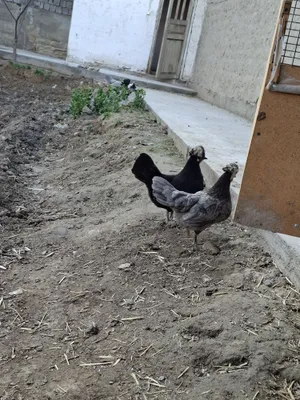Gollandak tovuqlar sotuvda narxini kilishtirib biramiz 1