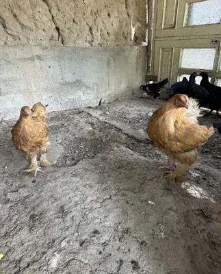 Куры породы Брама 1