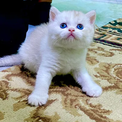 Eng chiroyli mushuklar yaqin