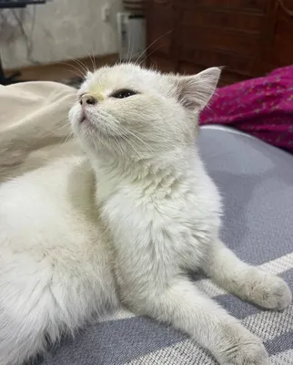 Продаётся Кот Британская Шиншила 1