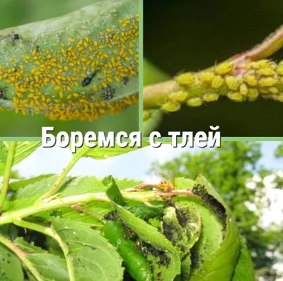 Богбон Арча, дарахтларни дорилаш. Обработка деревьев ёлок растений. 1