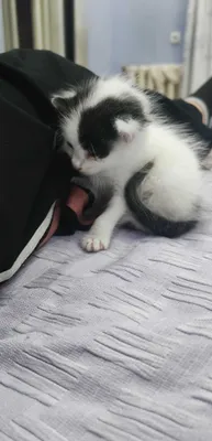 Котёнок-мальчик в дар 1