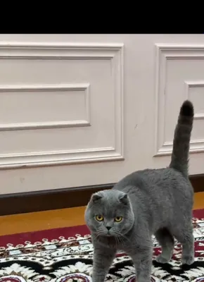 Скоттиш фолд сотилади 1