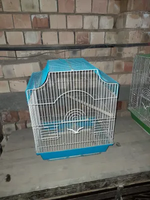 Продаются 5 клеток 1