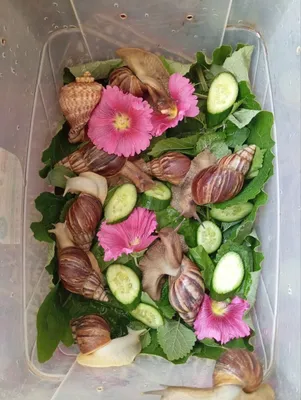 Улитки ахатины