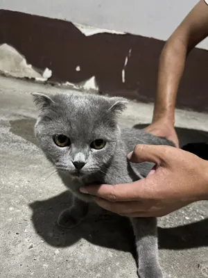 Продаю пародистую кошку 1