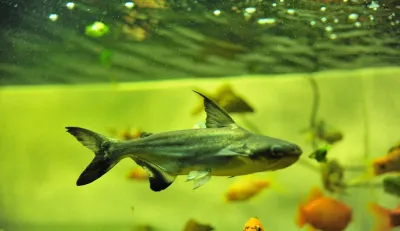 Akulasilangan pangasius laqqa balig‘i 1