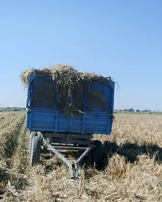 Макка силос сотилади 1