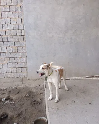 Срочно продаётся алабай-чупон, 3–4 месяца 1