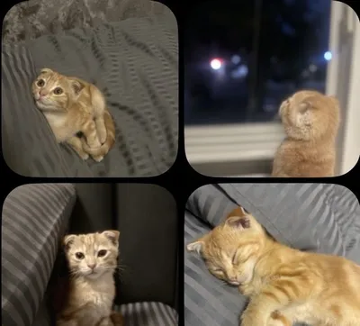 Малыш • Scottish Fold 1