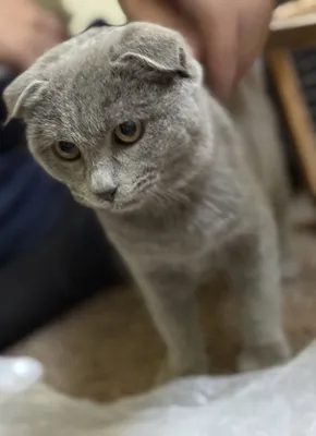 Jinsiy hayvonlar bepul