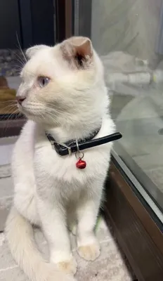 Скоттиш фолд сотилади 1