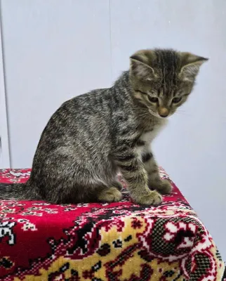 Котенок 3 месяца