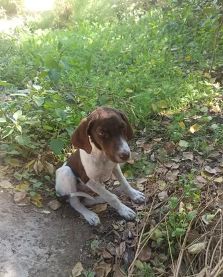 Щенок немецкой овчарки