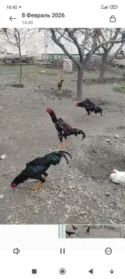 Продаются яйца дакана 1