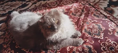 Uy mushugi beozor 1