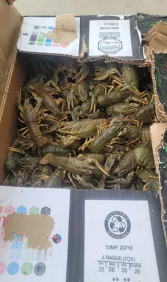 Barcha o‘lchamdagi tirik va qaynatilgan qisqichbaqalar, ulgurji va chakana, 2+1 aksiyasi