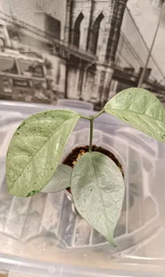 Hoya Coriacea Silver 1