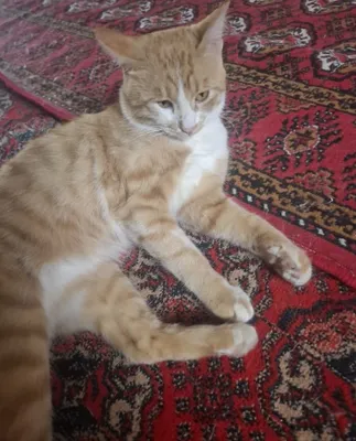Котята отдаются в дар 1