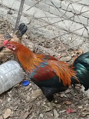 Хуроз ва тавуклар сотимиз 1