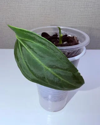 Anthurium, xona o‘simliklari 1