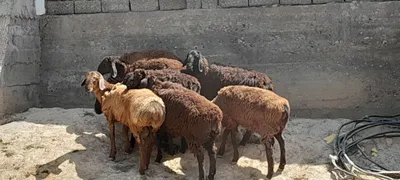 Qõchqorlar sotiladi 1