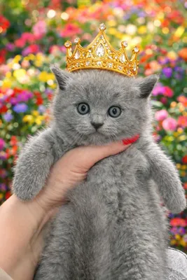 Продается котеночек