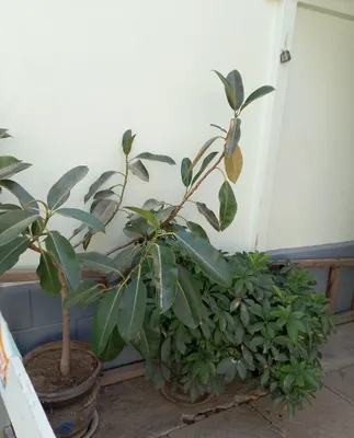 Tuvakdagi gullar