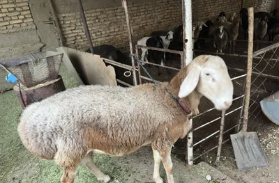 продается арашан чистый 1