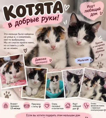 Пристраиваются котята