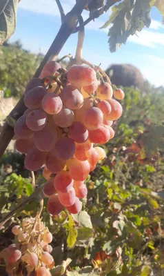Продаётся виноград сорта Тайфи