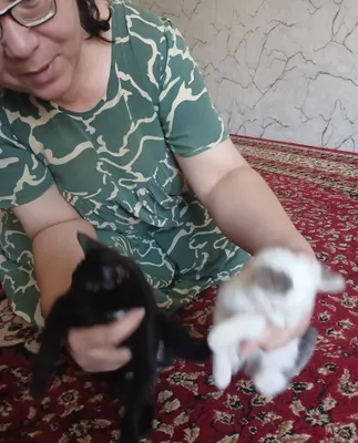Кошки за 100 сум 1