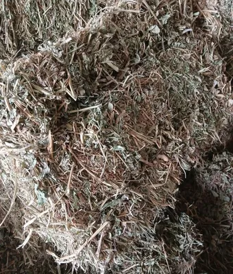 Пресс для арахиса 1