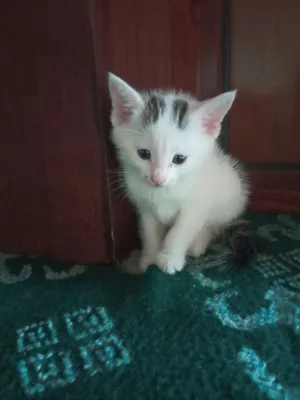 Mushukchalar toza boqilgan 1