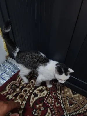 Mushuk sotiladi uy mushukgi 1