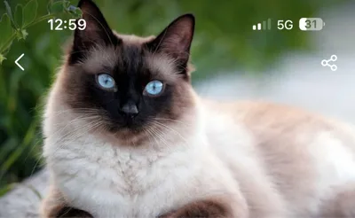 Orta yoshdagi jozibali qizlar ishtirokidagi rus pornosi