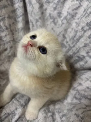 2 oylik Scottish Fold mushukchalar sotiladi, 120 sh.b. 2