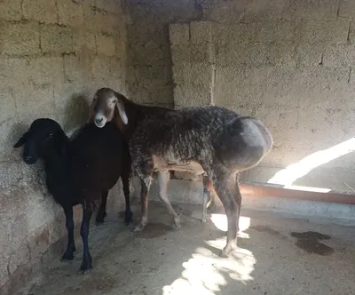 Arashan qo'chqor sotiladi 1