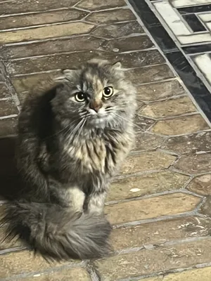 Продаётся породистый котёнок 1