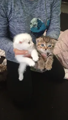 Buklama quloqli mushukchalarni sotaman 1