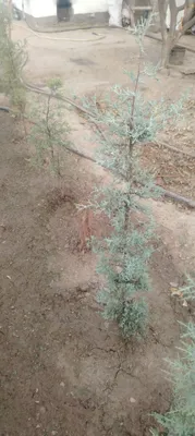 Продаётся кипарис аризонский 1