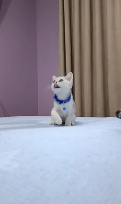 Продаются котята 1